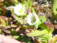 Carpobrotus edulis parviflorus