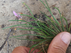 Pelargonium coronopifolium
