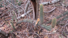Pilosocereus
