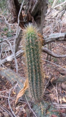 Pilosocereus