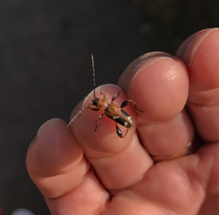 Phymatodes obliquus