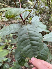Prunus integrifolia