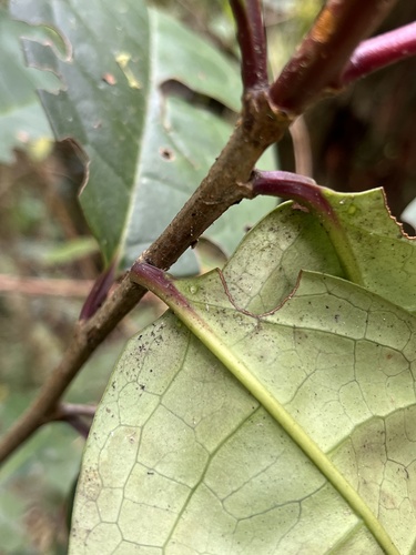 Prunus integrifolia, photograph 2