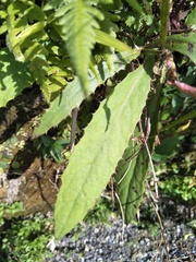 Ixeridium laevigatum