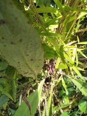 Ixeridium laevigatum