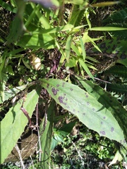 Ixeridium laevigatum