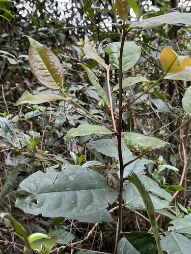 Prunus integrifolia, photograph 3