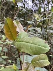 (c) Nicolás Baresch Uribe, some rights reserved (CC BY) Prunus integrifolia, photograph (c) Nicolás Baresch Uribe, some rights reserved (CC BY)