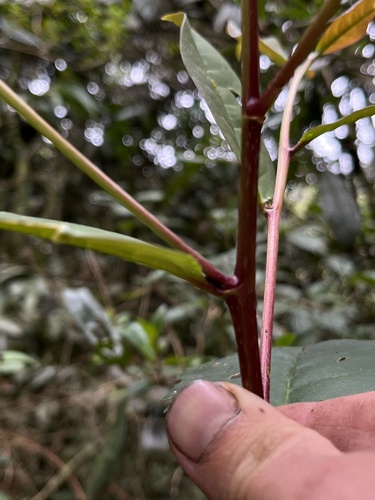Prunus integrifolia, photograph 5