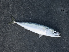 Scomber japonicus