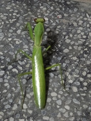 Hierodula patellifera