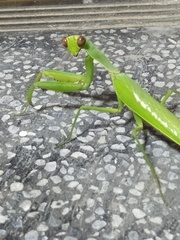 Hierodula patellifera