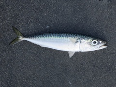 Scomber japonicus