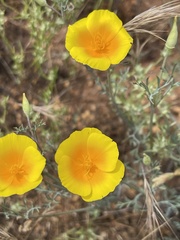 Eschscholzia californica ssp. mexicana