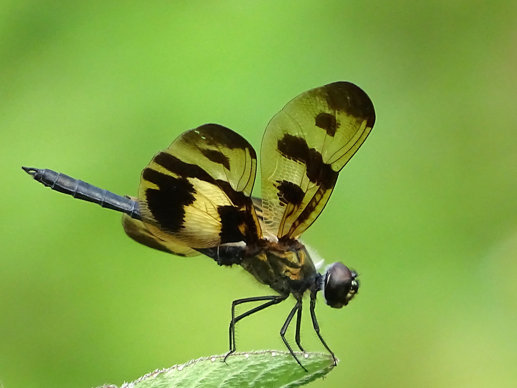 Common Picture Wing