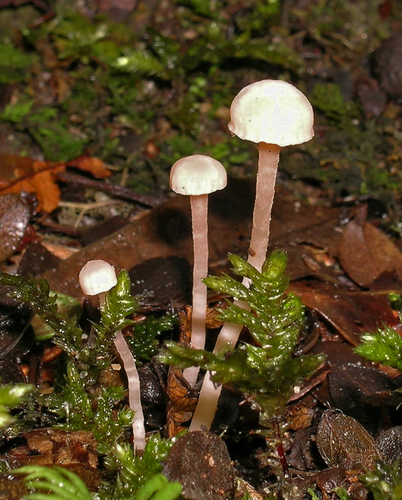 Camarophyllopsis roseola image