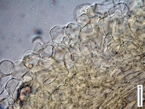 Camarophyllopsis roseola image