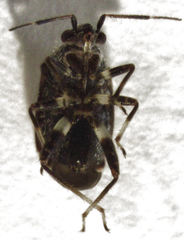 Charagochilus
