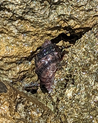Widemouth Rocksnail