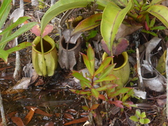 Nepenthes bicalcarata