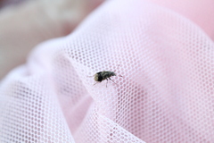 Cacephatus