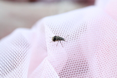 Cacephatus