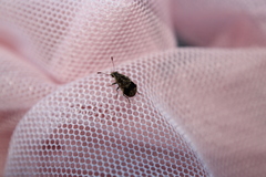 Cacephatus