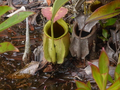 Nepenthes bicalcarata