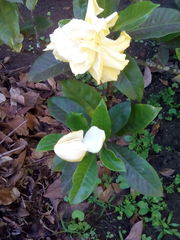 Gardenia jasminoides