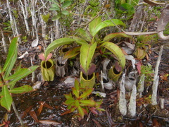 Nepenthes bicalcarata