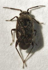 Charagochilus