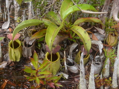 Nepenthes bicalcarata