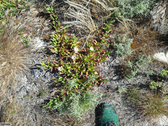 Carpobrotus edulis parviflorus