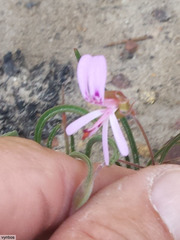 Pelargonium coronopifolium