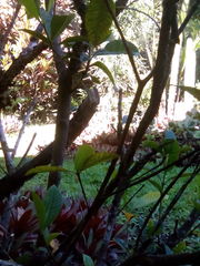 Gardenia jasminoides