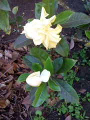 Gardenia jasminoides