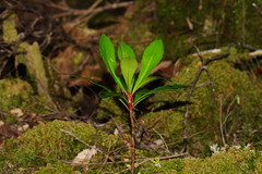 Anopterus glandulosus