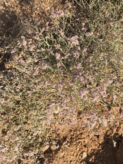 Limonium pruinosum image