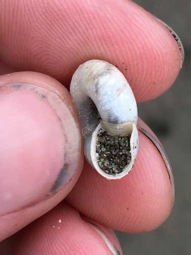 Beaded Lancetooth Snail