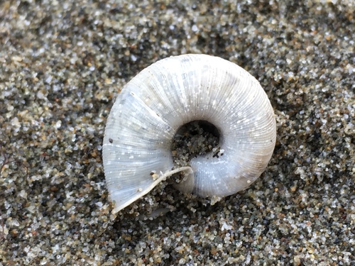 Beaded Lancetooth Snail