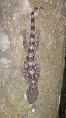 Homopholis walbergii