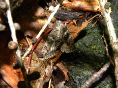 Catocala sponsa