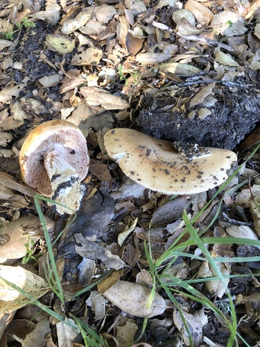 iNaturalist observation photo of springtime amanita