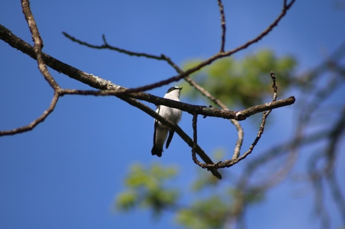 muchárik bielokrký (Ficedula albicollis)