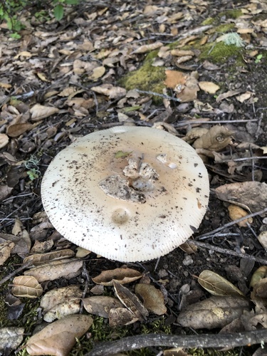 iNaturalist observation photo of springtime amanita