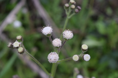 Senecio polyodon polyodon