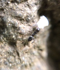 Nylanderia bourbonica