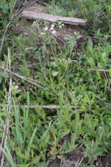 Senecio polyodon polyodon