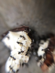 Nylanderia bourbonica