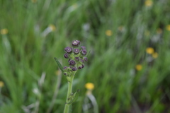 Senecio polyodon polyodon